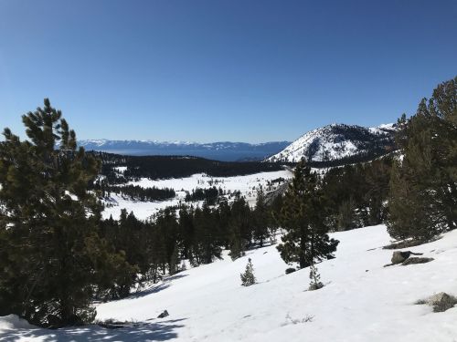 A snowy landscape with pine trees and distant mountains under a clear blue sky.