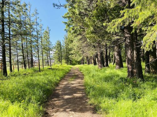A serene forest path lined with tall trees and lush green grass under a clear blue sky.