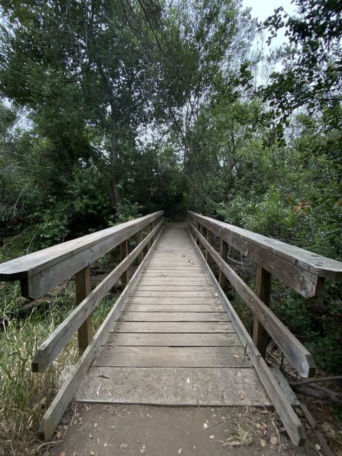 A wooden bridge leads through a lush, green forest, surrounded by trees and foliage.