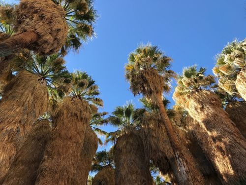 View looking up at tall palm trees with lush green fronds against a clear blue sky.