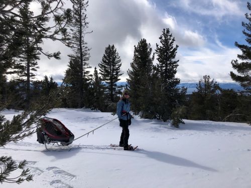 A person on skis pulls a sled through a snowy landscape, surrounded by tall trees and a cloudy sky.