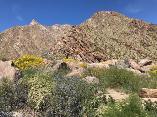A rocky mountain landscape with vibrant wildflowers and green vegetation under a clear blue sky.