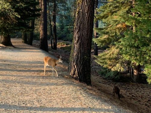 A deer stands on a forest path, surrounded by tall trees and soft sunlight filtering through the leaves.
