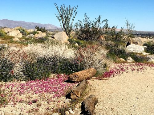 A desert landscape featuring colorful wildflowers, rocks, and sparse vegetation under a clear blue sky.