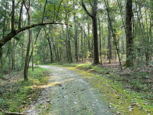 A winding dirt path through a lush, green forest with trees and scattered leaves on the ground.
