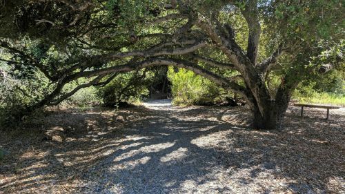 A winding gravel path under a large tree with sprawling branches, surrounded by lush greenery and scattered leaves.
