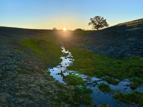 A serene landscape at sunset, featuring a small stream and a lone tree on a grassy hillside.
