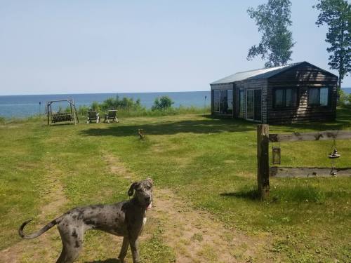 A grassy area by the lake features a cabin, a dog, and outdoor seating with trees in the background.