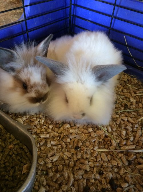 Two fluffy rabbits snuggle together in a cozy cage filled with bedding and food.
