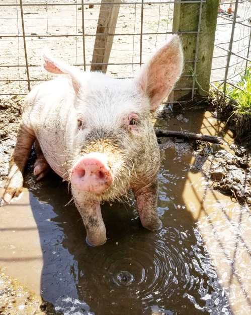 A muddy pig sits in a puddle, looking curiously at the camera, with a fenced area in the background.