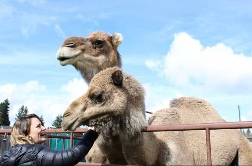 A woman interacts with two camels in a pen under a blue sky with fluffy clouds.