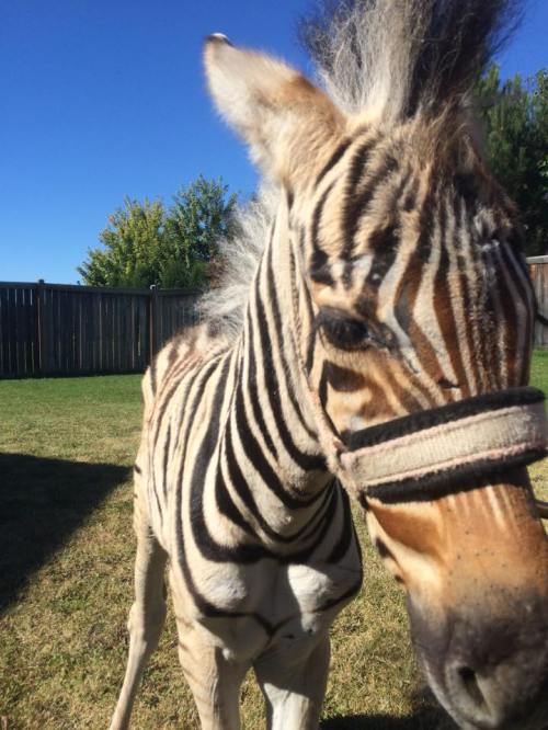 A close-up of a zebra with distinctive black and white stripes, standing in a grassy area under a clear blue sky.