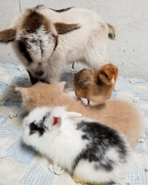 A playful scene with a goat, a chick, and three fluffy bunnies on a soft blanket.