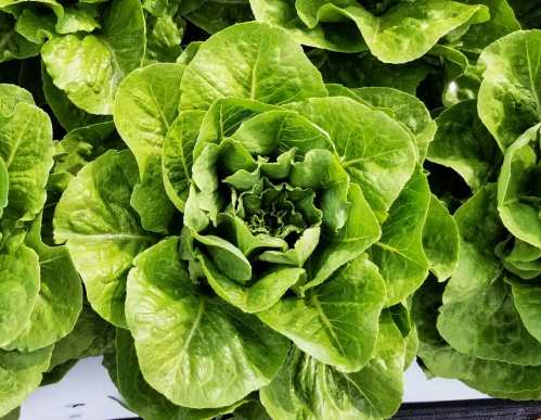 Close-up of fresh, vibrant green romaine lettuce with tightly packed leaves.