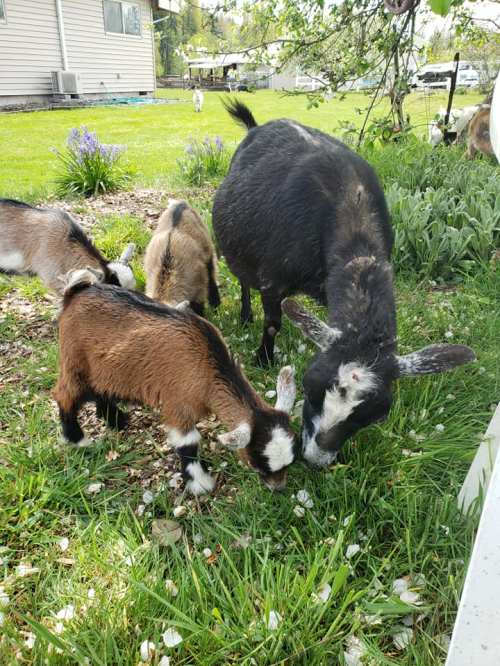 A black goat and two brown and white kids grazing on grass in a garden with flowers and a house in the background.