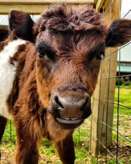 A close-up of a brown and white calf with a curious expression, standing behind a fence in a farm setting.