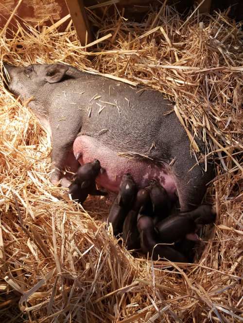 A mother pig nursing her piglets in a straw-filled enclosure.