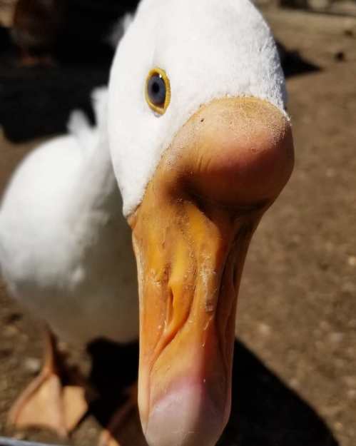 Close-up of a white duck with a prominent orange beak and bright blue eye, set against a natural background.