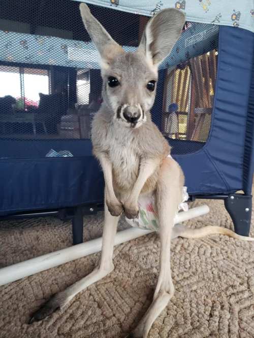 A young kangaroo sitting on a carpet, looking curiously at the camera, with a playpen in the background.
