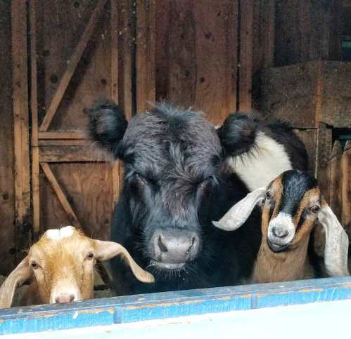 A cow and two goats peering out from a barn, with wooden walls in the background.