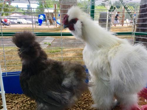 Two fluffy chickens, one black and one white, stand in a cage with wood shavings, set in a park-like environment.