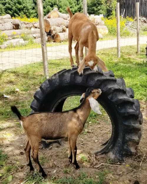 Two goats play on a large tire in a grassy area, one standing on top while the other nibbles at the tire.