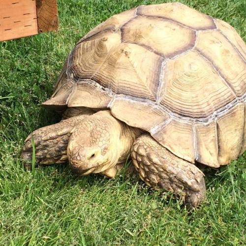 A large tortoise crawling on green grass, showcasing its textured shell and sturdy limbs.