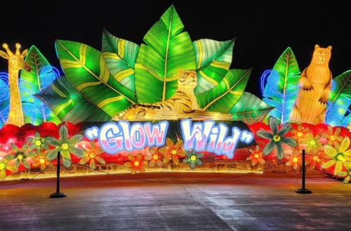 Colorful illuminated display featuring a tiger and bears among vibrant foliage, with the text "Glow Wild" in the center.