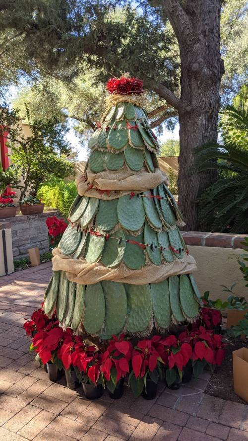 A unique Christmas tree made of cactus pads, adorned with red decorations and surrounded by poinsettias.