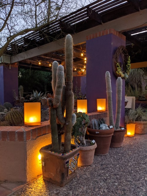 Cacti in terracotta pots illuminated by warm lights, set against a colorful outdoor patio at dusk.