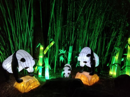 Three illuminated panda lanterns among green bamboo at night, creating a vibrant and enchanting scene.