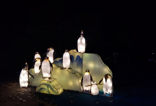 A group of illuminated penguin lanterns on an icy backdrop, glowing against a dark night sky.