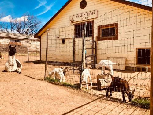 A goat pen with several goats and a llama outside a barn labeled "Mountain Flower Goat Party." Clear blue sky above.