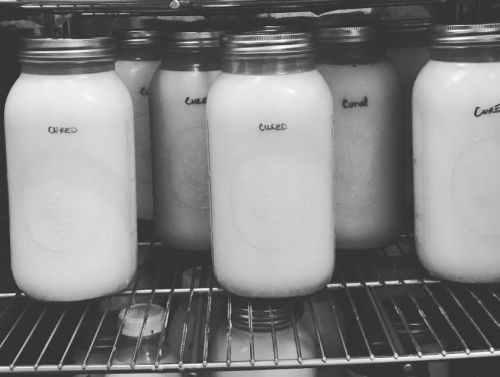 A shelf with several glass jars labeled "Cured," filled with a white liquid.