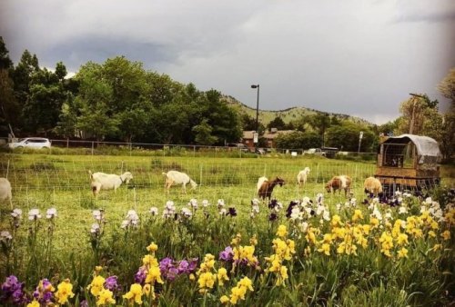 A scenic farm with goats grazing in a green field, surrounded by colorful flowers and distant hills under a cloudy sky.