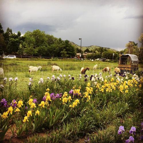 A scenic field with goats grazing among vibrant yellow and purple irises under a cloudy sky.