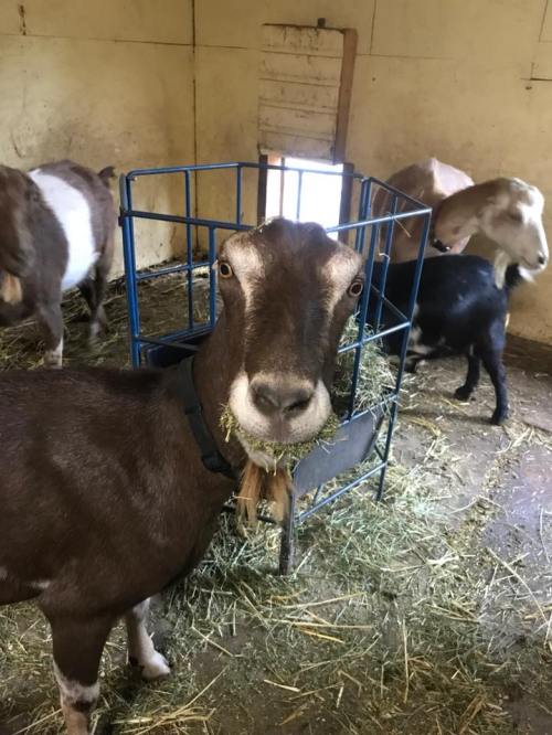 A goat with hay in its mouth stands in a barn, surrounded by other goats and straw on the floor.