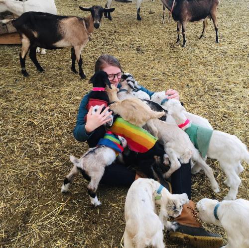 A person surrounded by playful goats, sitting on straw in a barn, enjoying their company.