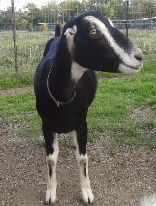 A black and white goat stands in a grassy area, looking to the side with a curious expression.