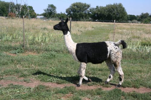 A black and white llama walking in a grassy field with trees and a fence in the background.