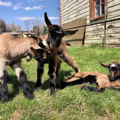 Three playful baby goats on green grass, with one lying down and two interacting near an old wooden building.