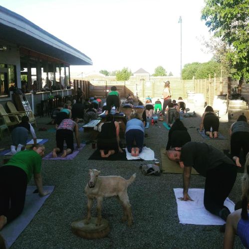 A group of people practicing yoga outdoors, with a goat standing in the foreground.