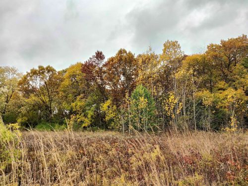A landscape featuring a mix of autumn trees with colorful leaves and tall grasses under a cloudy sky.