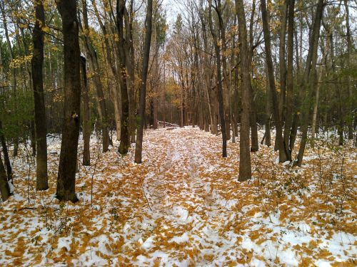 A forest path covered in yellow leaves and patches of snow, surrounded by trees in autumn.