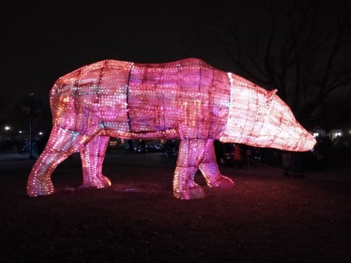 A large illuminated bear sculpture made of colorful lights, set against a dark night sky.
