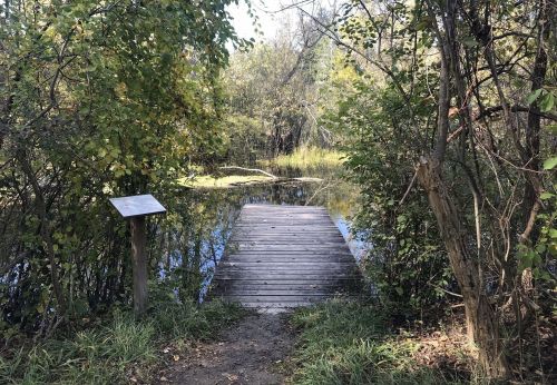 A wooden dock leads into a serene, wooded area with water and lush greenery surrounding it.