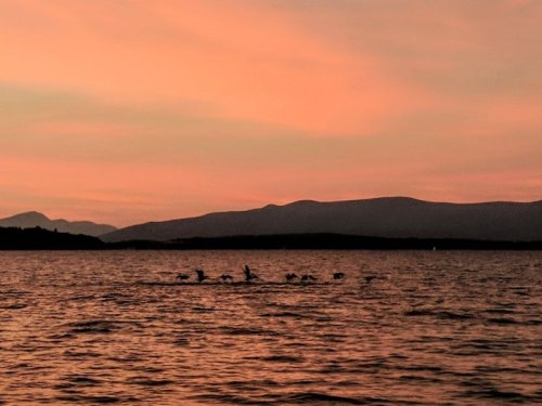 Silhouettes of dolphins swimming in a calm lake at sunset, with mountains in the background and a colorful sky.