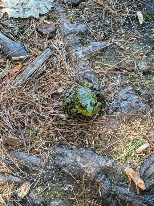 A green frog sitting on the ground among pine needles and tree roots.