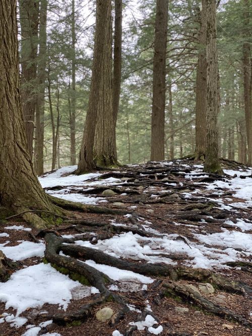 A forest scene with tall trees, exposed roots, and patches of snow on the ground.