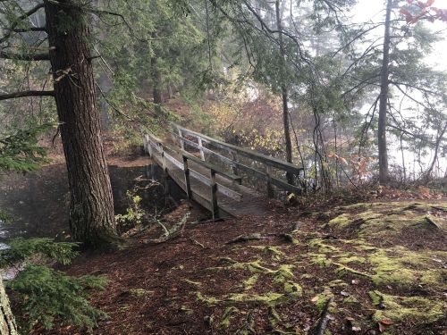 A wooden bridge over a misty pond, surrounded by trees and mossy ground in a tranquil forest setting.